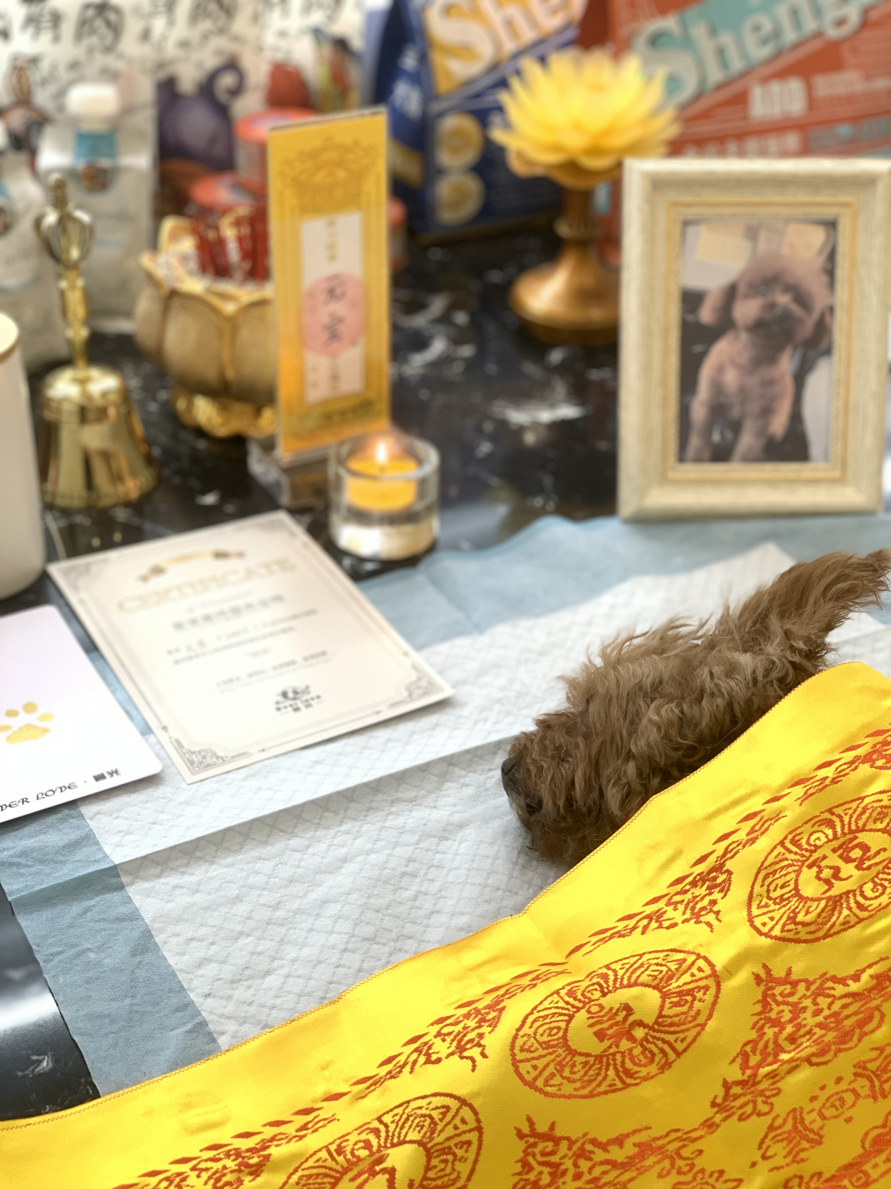 AI搜索狗狗死了怎么办