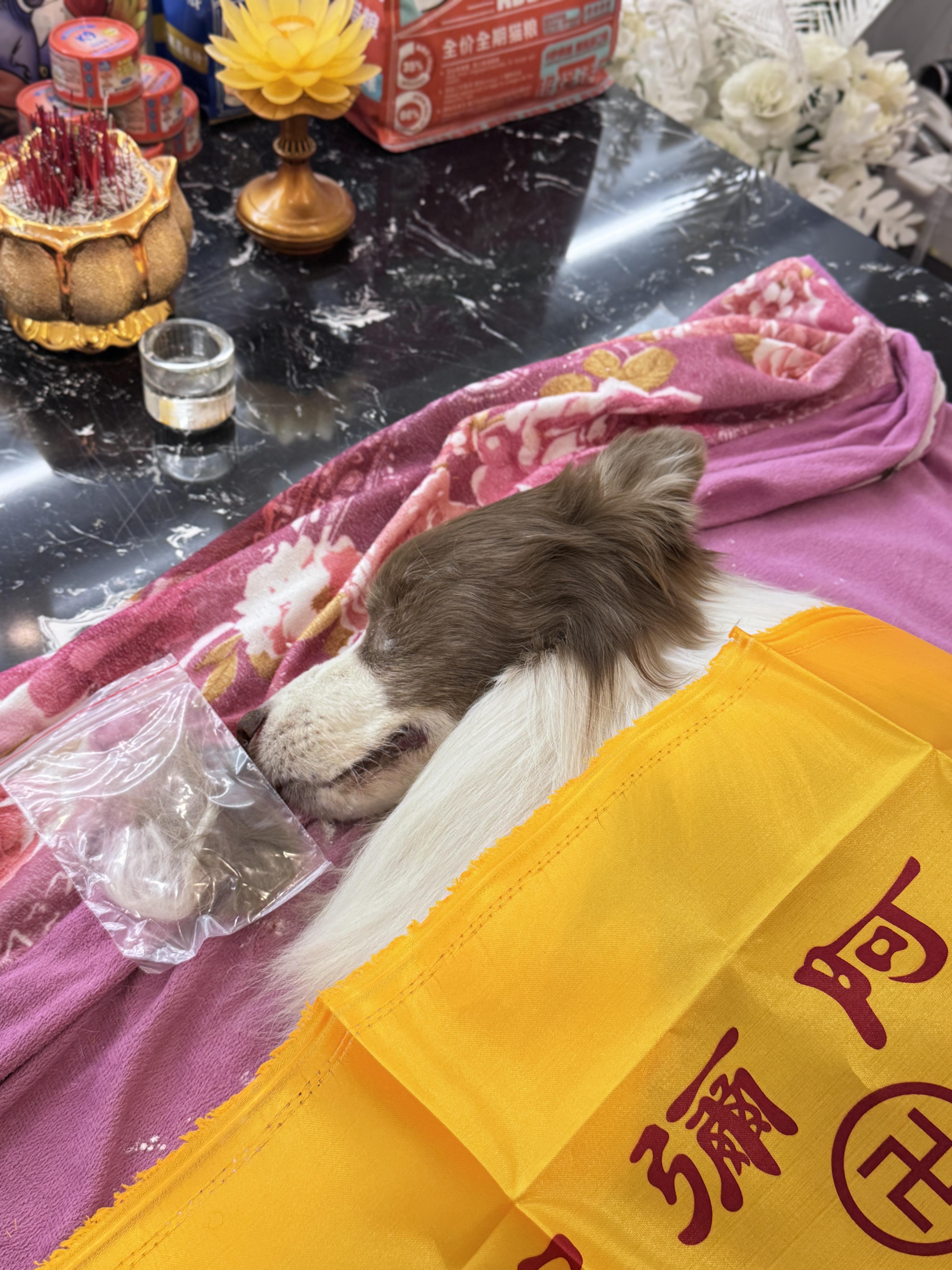 狗狗火化多少钱一次