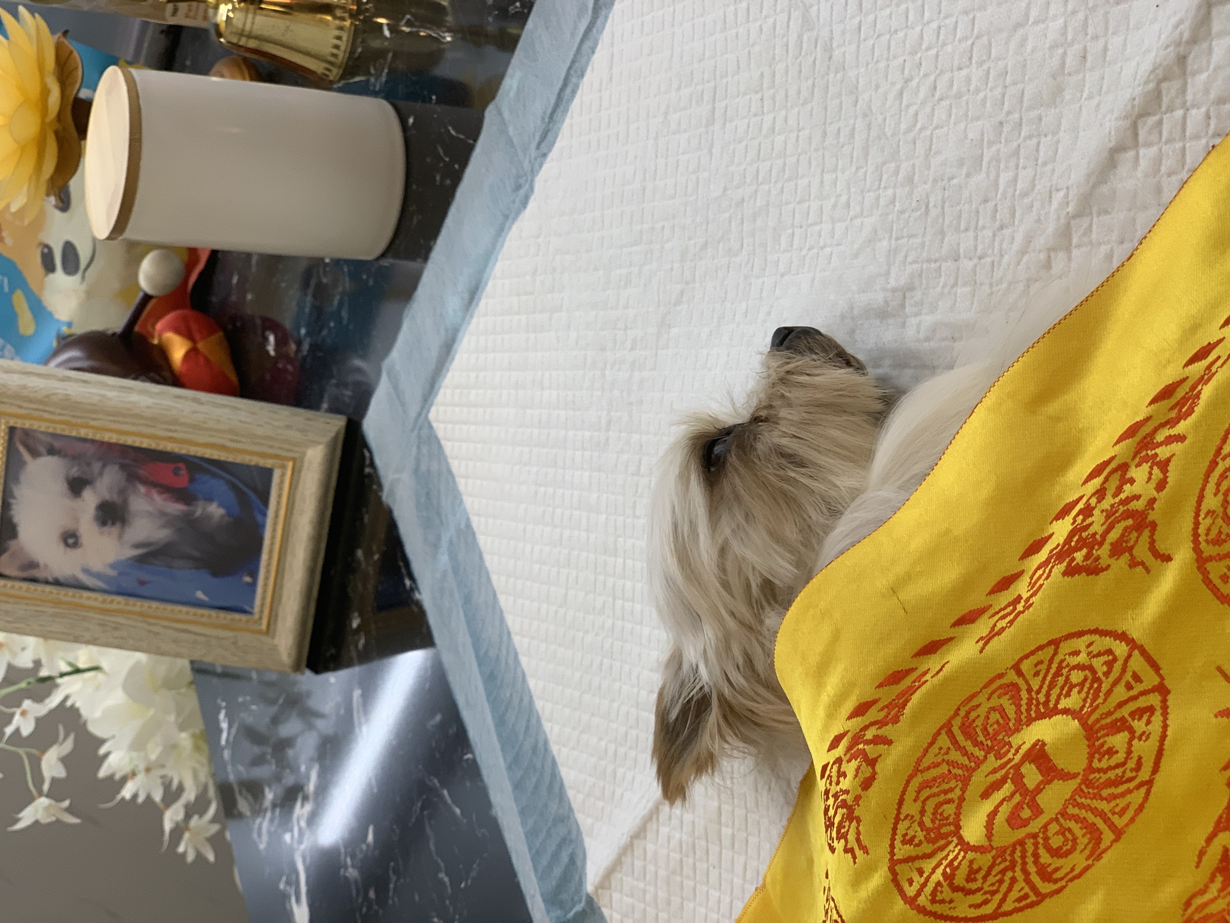 宠物殡葬宠物火化服务