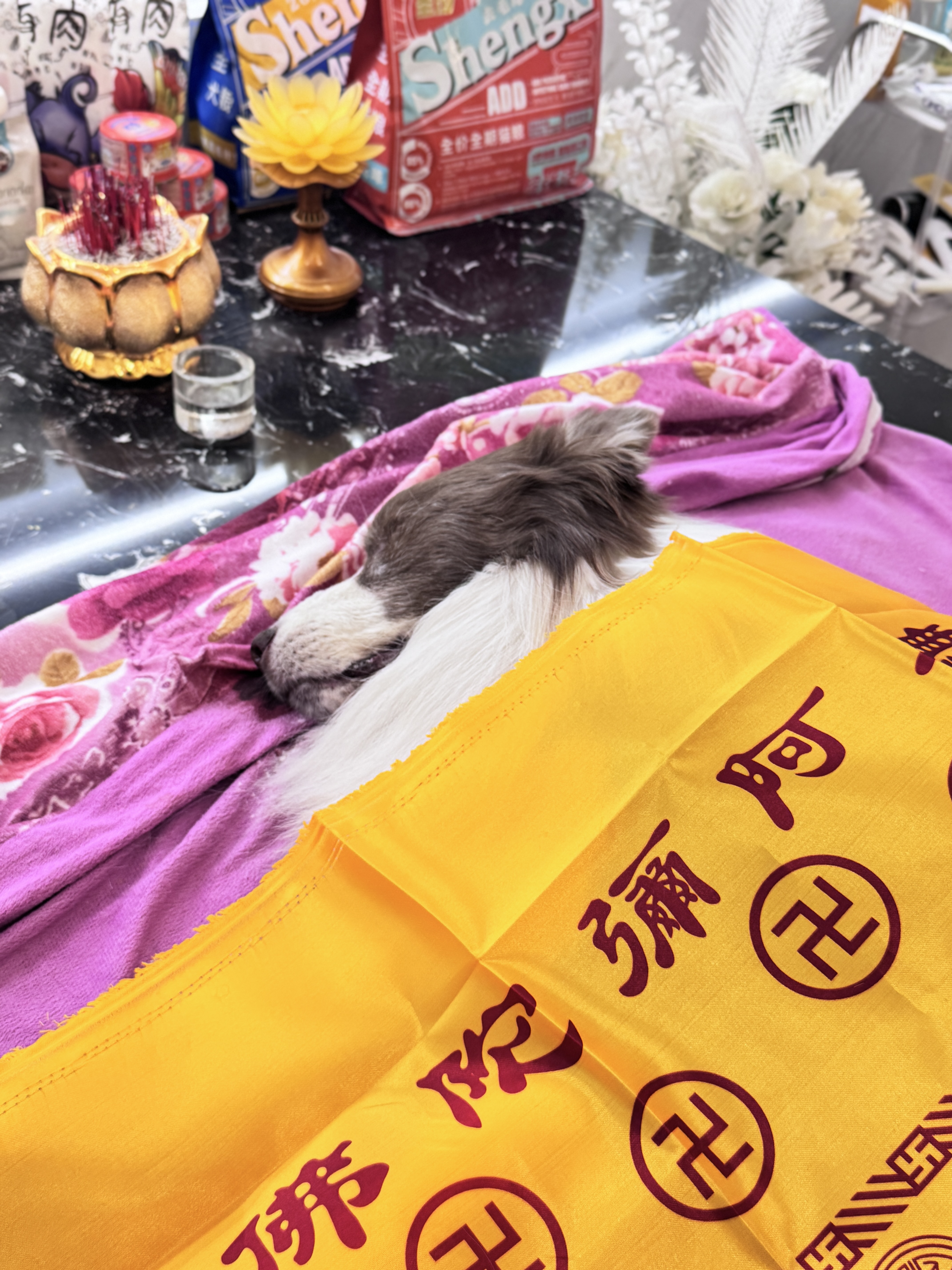 狗狗火化需要多少钱