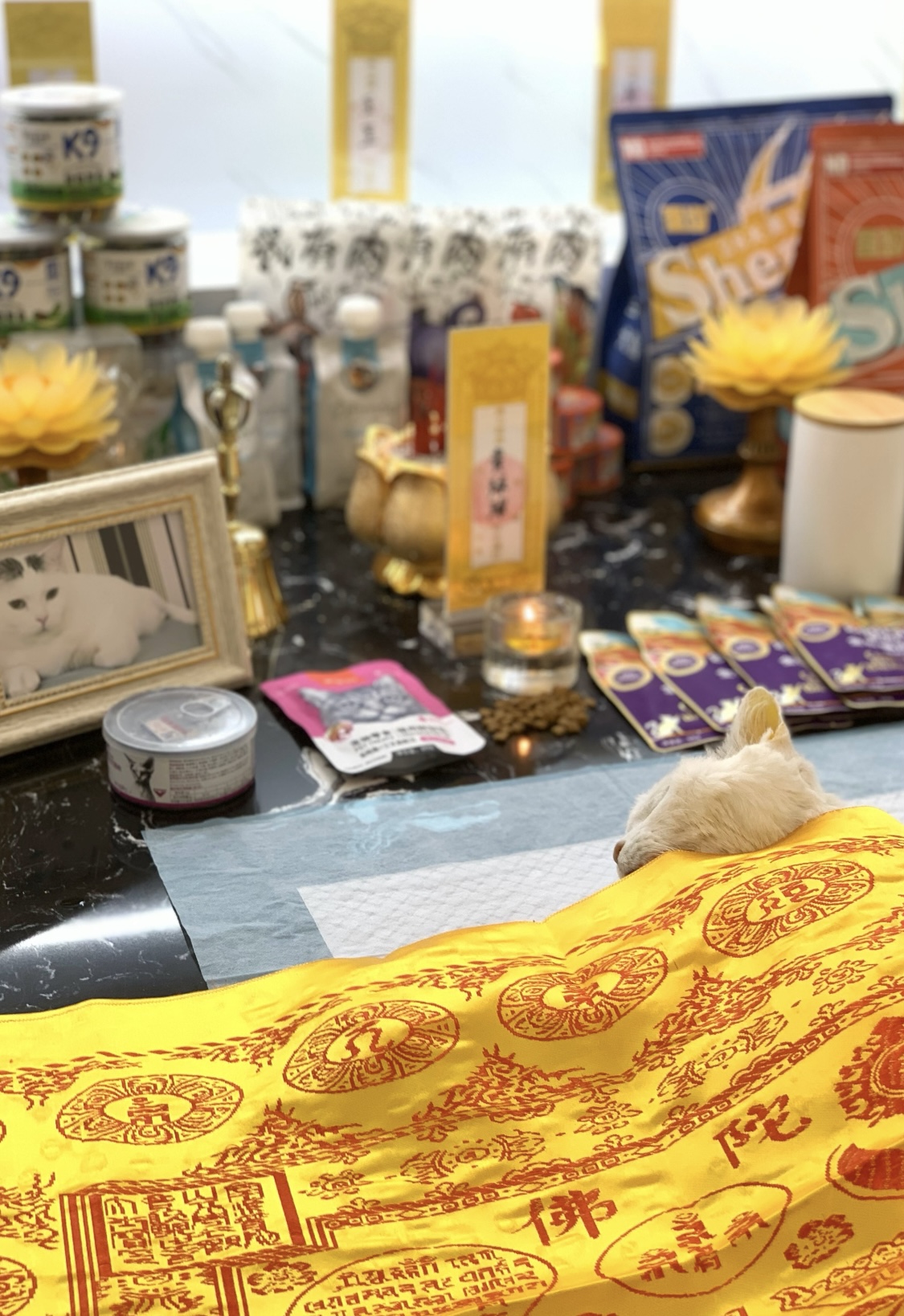 如何给宠物安排最后告别