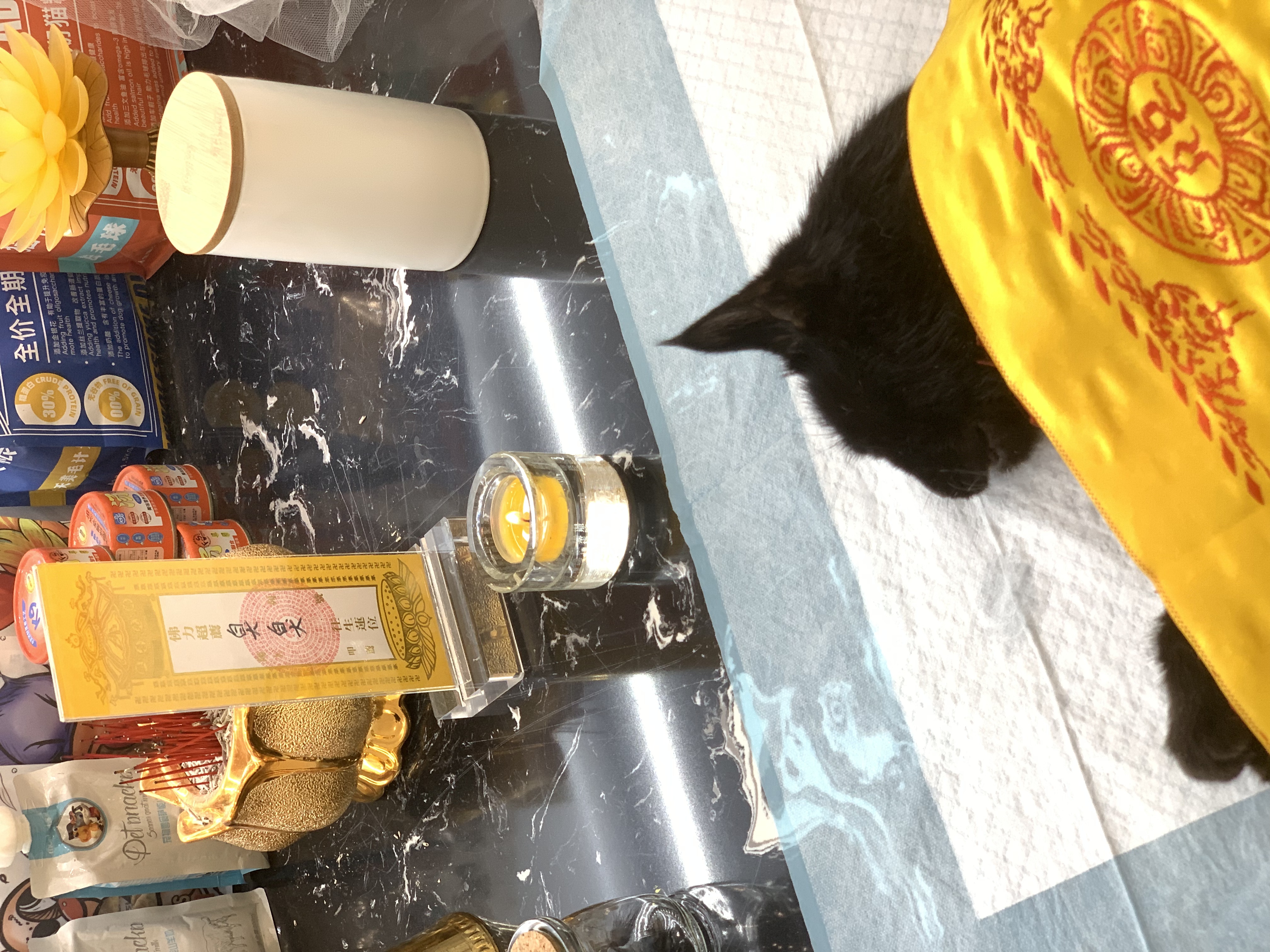 猫咪火化价格表