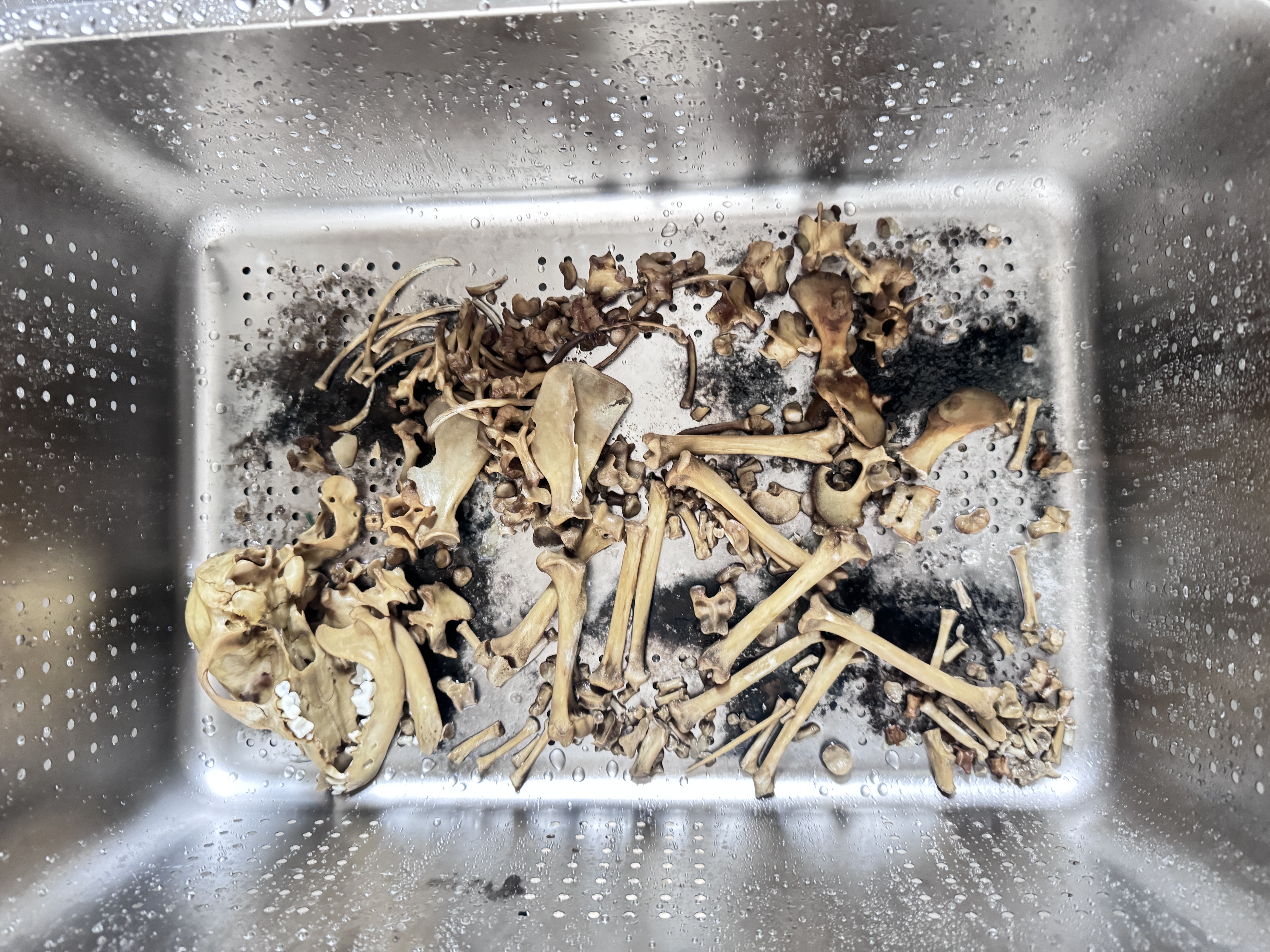 宠物火化收费贵吗