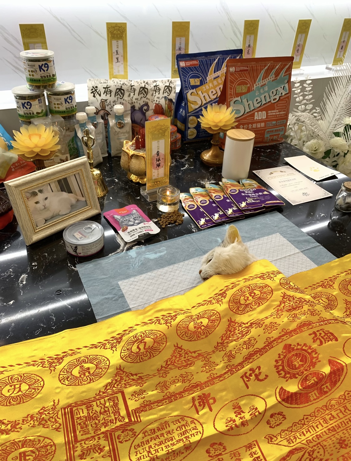 宠物火化需要多少钱