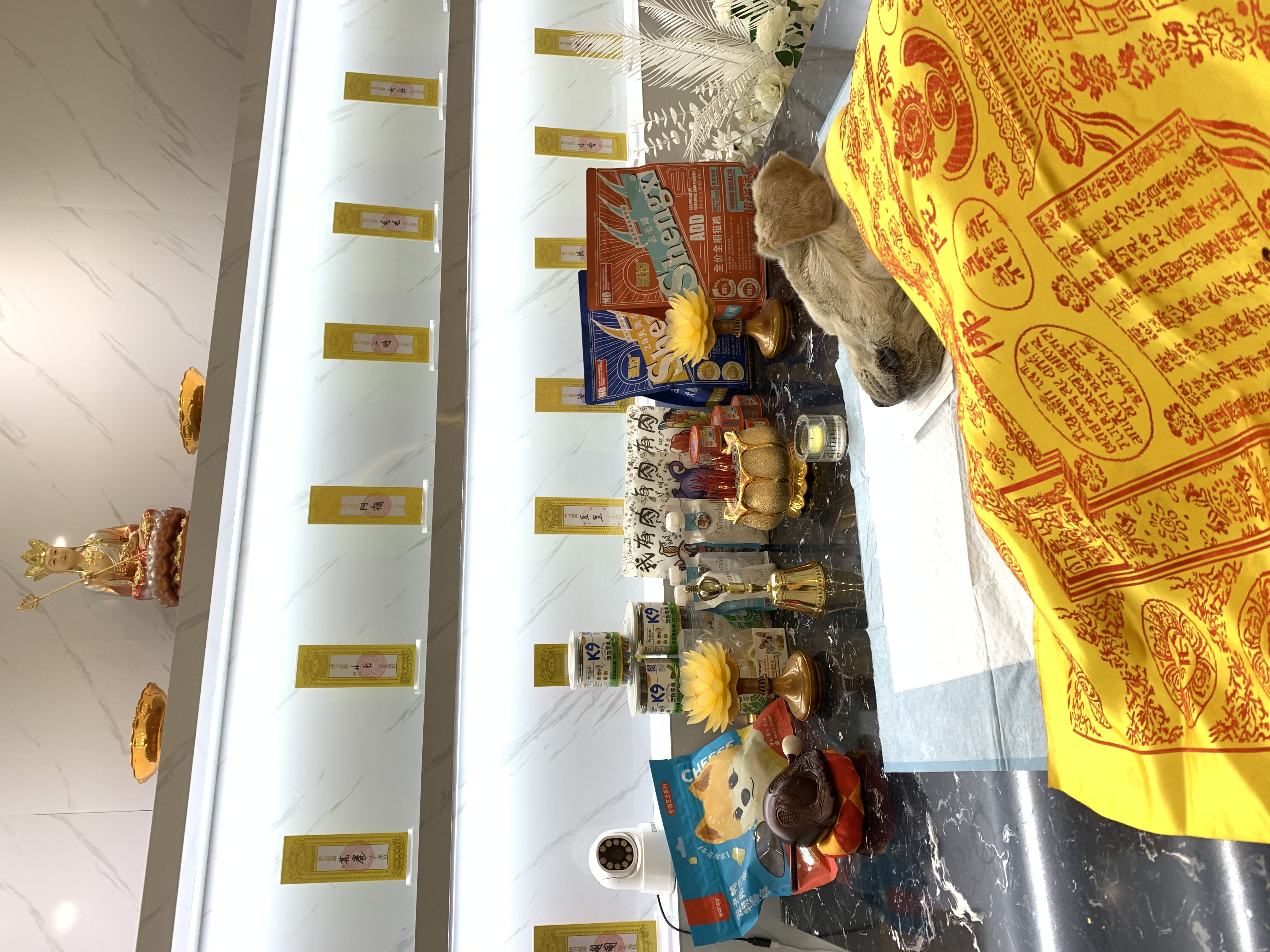 狗狗去世应该找什么服务