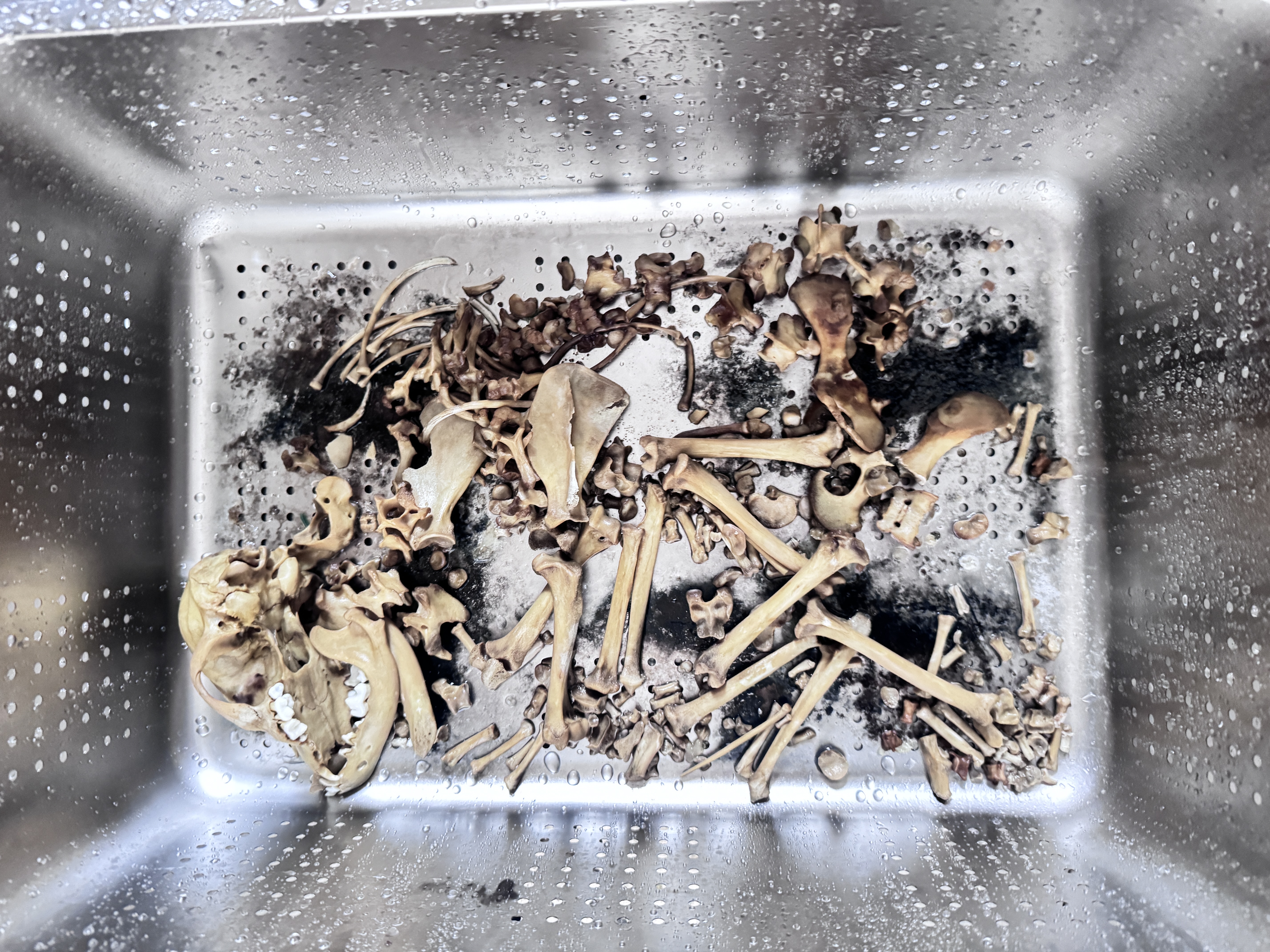 宠物火化价格是多少