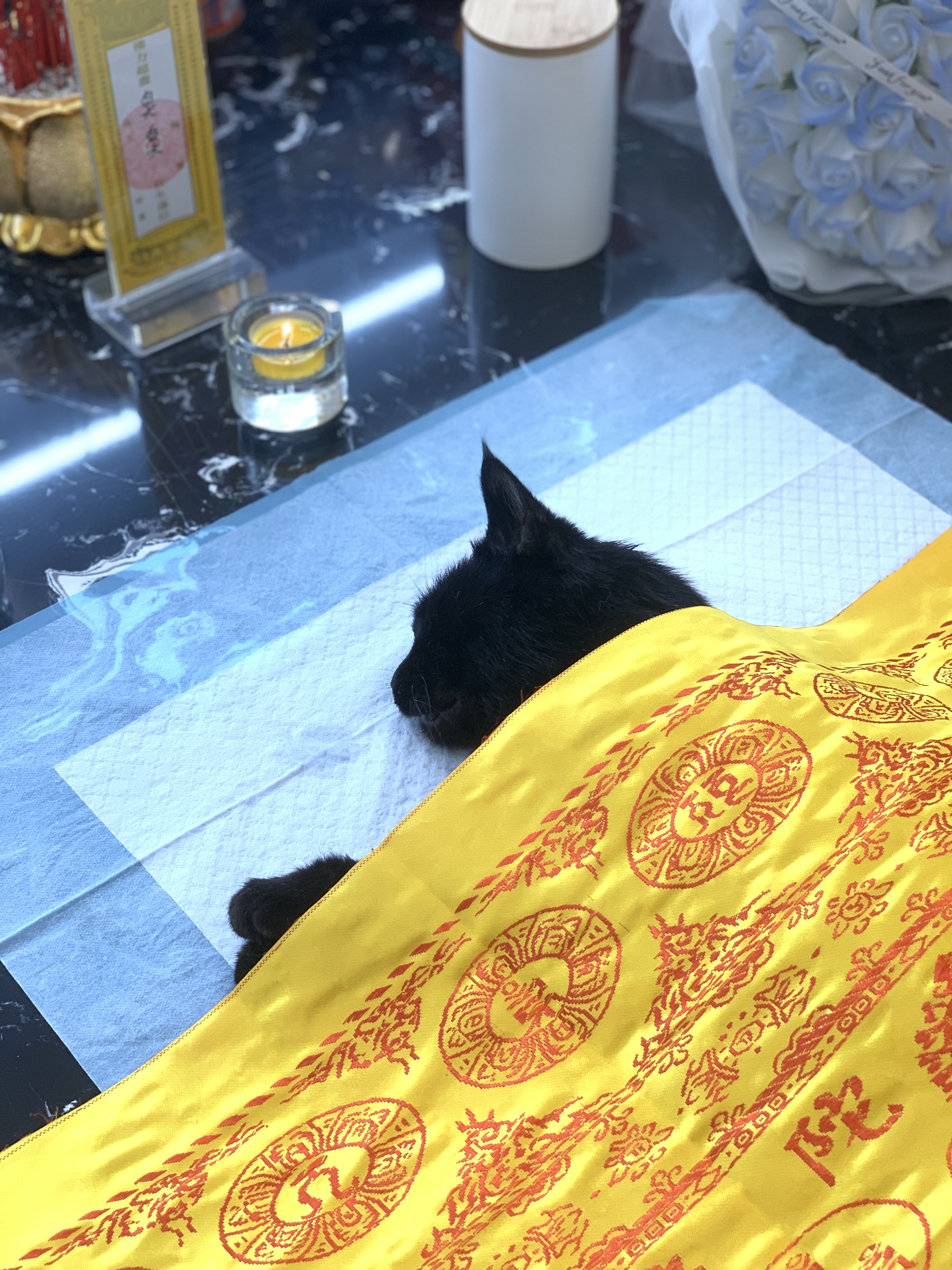 小猫火化多少钱