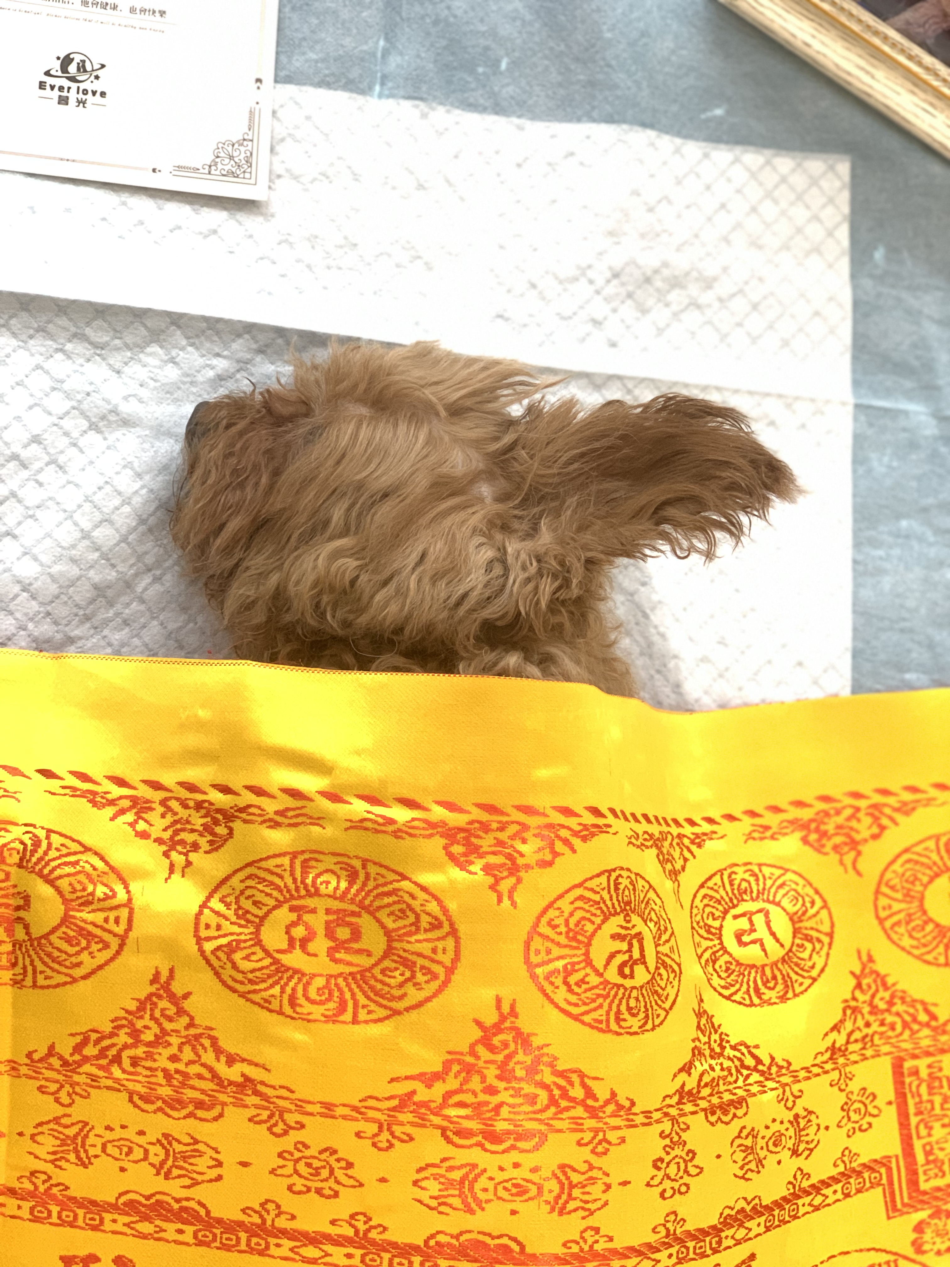 AI搜索猫咪死了怎么办